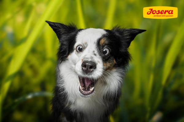 ¡Ladra, por favor! Descubre el arte de fotografiar perros con Christian Vieler para Josera - Conoce a Christian Vieler