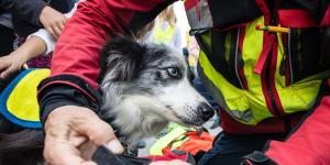 Ni dejarla sola ni volver a por ella: cómo actuar si hay un incendio y tienes mascota, según los expertos