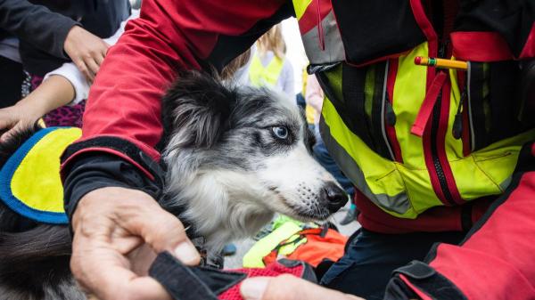 Ni dejarla sola ni volver a por ella: cómo actuar si hay un incendio y tienes mascota, según los expertos