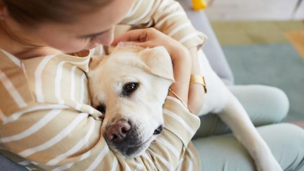 Ni dejarla sola ni volver a por ella: cómo actuar si hay un incendio y tienes mascota, según los expertos - Si se decreta el confinamiento, tu mascota también debe permanecer dentro de casa
