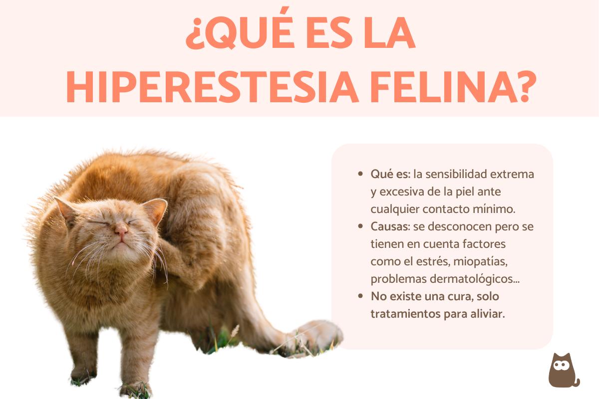Hiperestesia felina - Síntomas y tratamiento