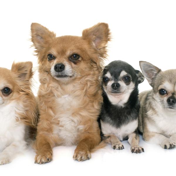 por qué son conocidos los chihuahuas