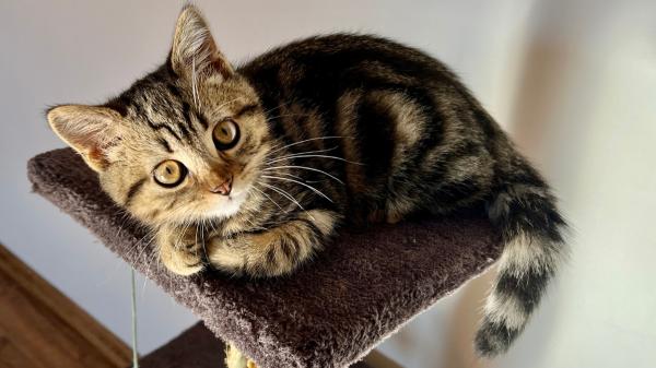 Noelia Hernández, educadora felina: “Es un error pensar que los gatos necesitan menos atención que un perro” - Una casa cómoda para ti puede no ser suficiente para tu gato: necesita refugios y lugares elevados