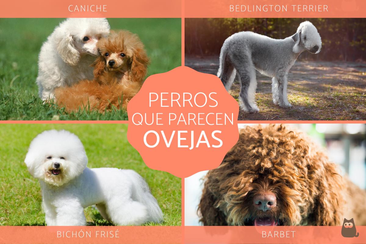 8 Razas de perros que parecen ovejas
