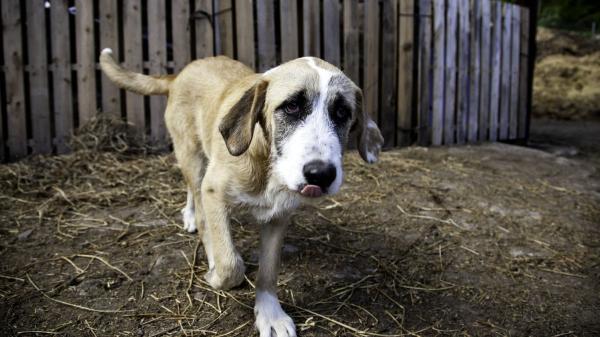 Investigan a un hombre de 45 años por la muerte de su perro tras dejarlo durante meses en una terraza sin agua ni comida - Ante un posible caso de abandono, hay que avisar a las autoridades