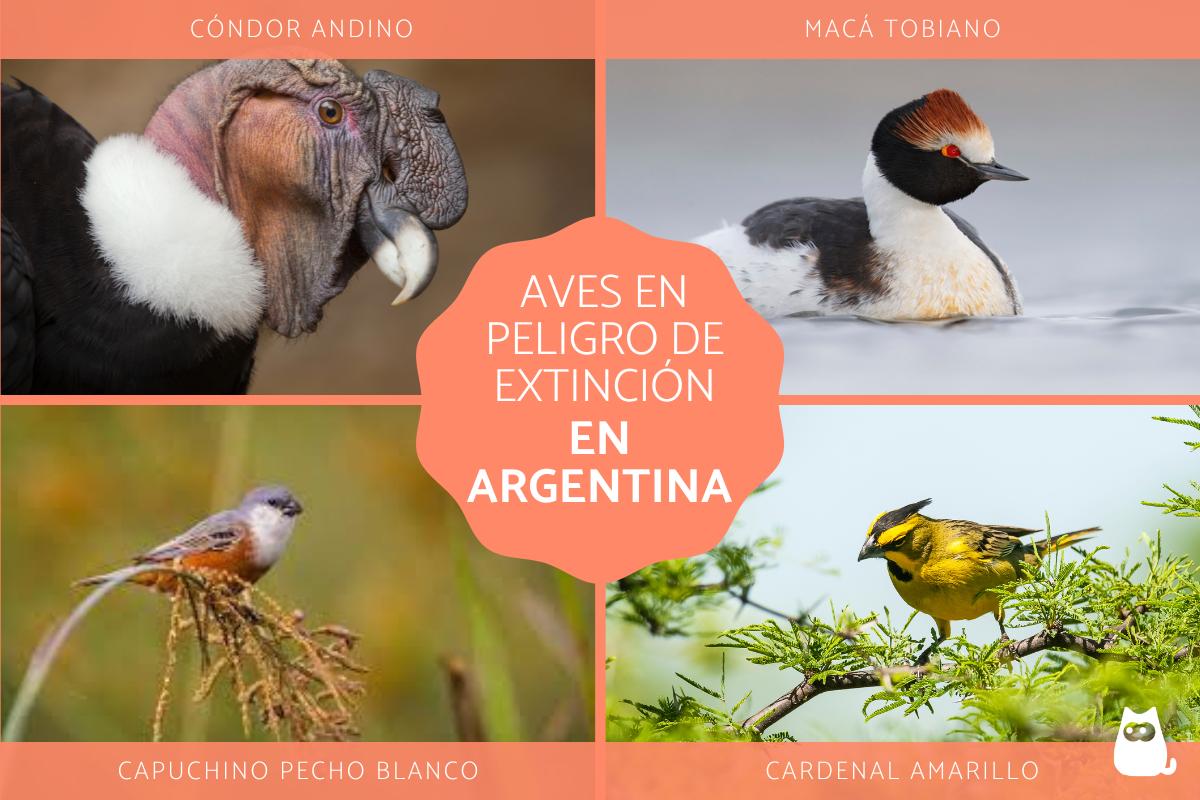 Aves en peligro de extinción en Argentina