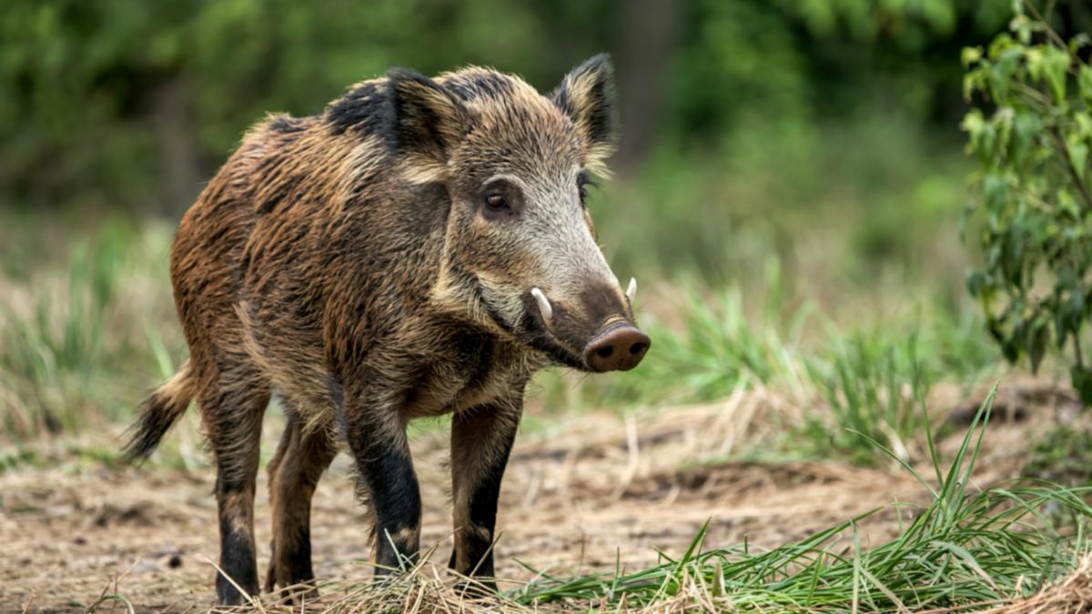 Jabalíes y peste porcina en España: ¿Qué está pasando y cómo afecta a los animales?