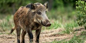 Jabalíes y peste porcina en España: ¿Qué está pasando y cómo afecta a los animales?
