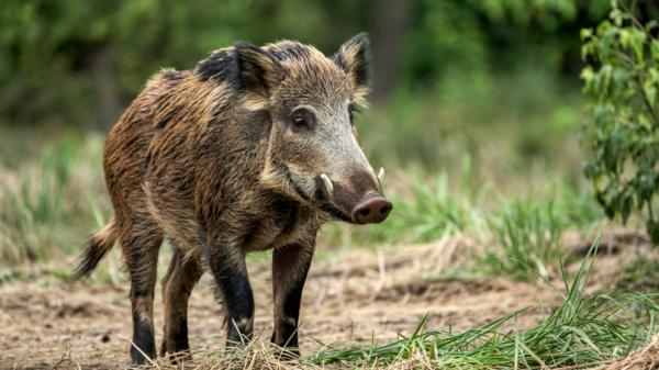 Jabalíes y peste porcina en España: ¿Qué está pasando y cómo afecta a los animales?