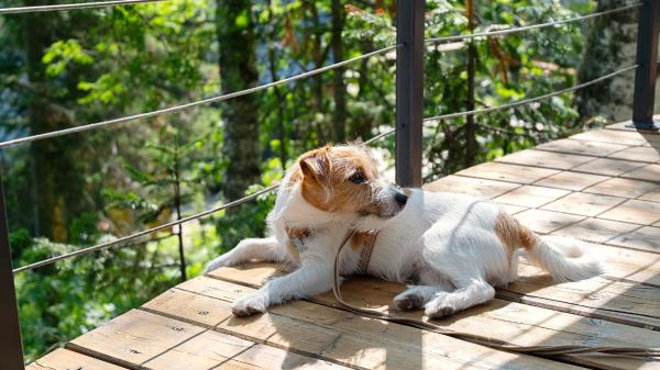Investigan a un hombre de 45 años por la muerte de su perro tras dejarlo durante meses en una terraza sin agua ni comida - Tener habitualmente a un perro en una terraza está prohibido por ley