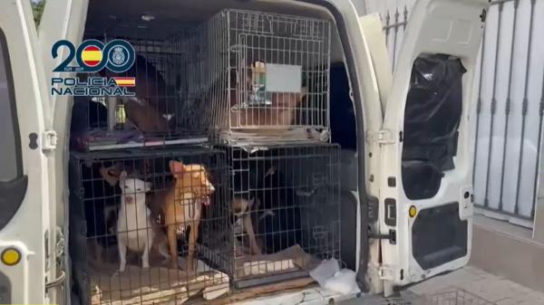 Rescatan a 29 perros y 32 gatos en Málaga con graves problemas de salud: algunos estaban encerrados a oscuras en muebles de cocina - Desnutrición, enfermedades graves y atención veterinaria de urgencia