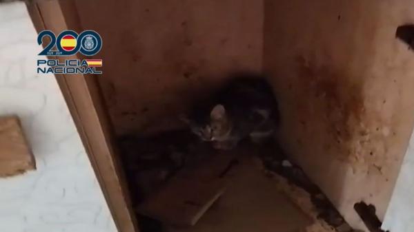 Rescatan a 29 perros y 32 gatos en Málaga con graves problemas de salud: algunos estaban encerrados a oscuras en muebles de cocina - Los 61 animales vivían hacinados y sin los cuidados básicos