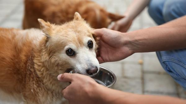 Si tu perro tiene insuficiencia renal y no quiere comer, no basta con cambiarle la comida: consejos de veterinaria para ayudarlo - Qué causa la pérdida de apetito en perros con insuficiencia renal