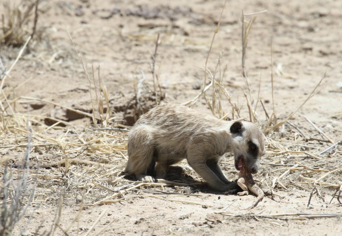 ¿Qué comen los suricatos?