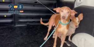 Rescatan a 29 perros y 32 gatos en Málaga con graves problemas de salud: algunos estaban encerrados a oscuras en muebles de cocina