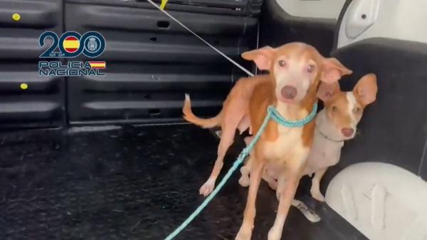 Rescatan a 29 perros y 32 gatos en Málaga con graves problemas de salud: algunos estaban encerrados a oscuras en muebles de cocina