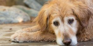 Si tu perro tiene insuficiencia renal y no quiere comer, no basta con cambiarle la comida: consejos de veterinaria para ayudarlo