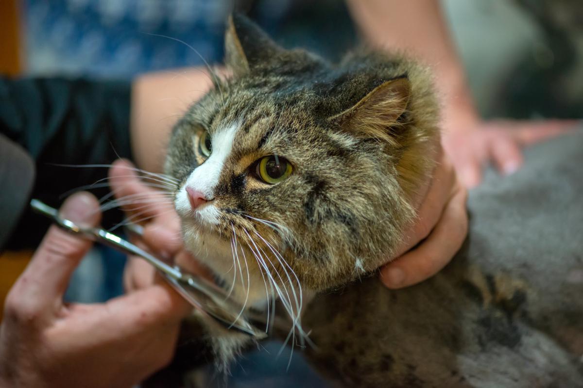 ¿Cómo cortar el pelo a un gato en casa?
