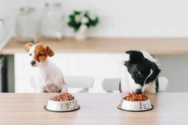 por qué mi perro dejó de comer de su plato