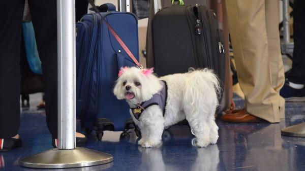 Nuevas normas de la UE para perros y gatos: lo que deberán cumplir tutores y criadores a partir de 2028 - Requisitos para tutores: del microchip interoperable al registro de viaje