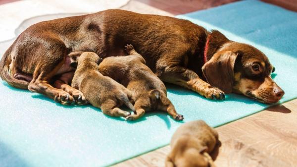 Nuevas normas de la UE para perros y gatos: lo que deberán cumplir tutores y criadores a partir de 2028 - Unificar Europa para proteger a los animales