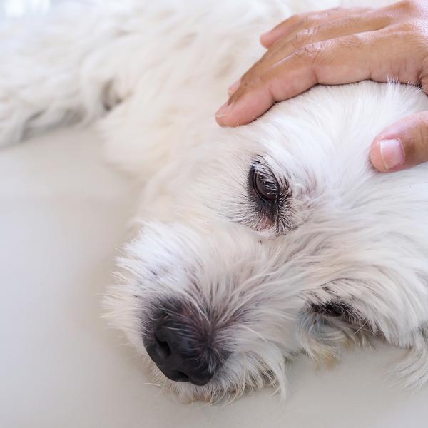 cómo afecta el movimiento a un perro