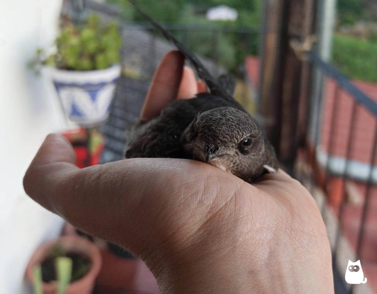 Cría de vencejo - Cuidados y alimentación