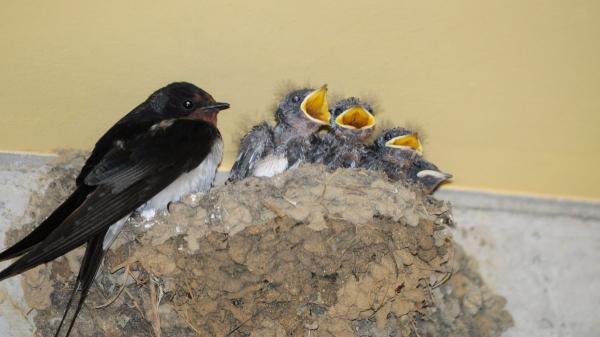 Multas de hasta 200.000 euros por quitar un nido de golondrina, según la Ley de Biodiversidad - La Ley de Patrimonio Natural y Biodiversidad prohíbe la retirada de nidos