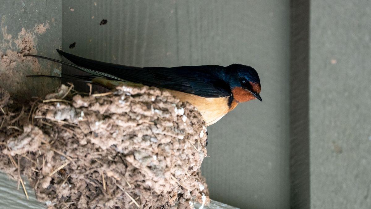 Multas de hasta 200.000 euros por quitar un nido de golondrina, según la Ley de Biodiversidad