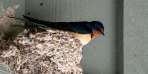 Multas de hasta 200.000 euros por quitar un nido de golondrina, según la Ley de Biodiversidad