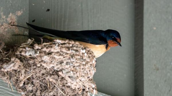 Multas de hasta 200.000 euros por quitar un nido de golondrina, según la Ley de Biodiversidad