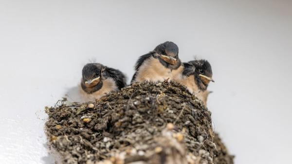 Multas de hasta 200.000 euros por quitar un nido de golondrina, según la Ley de Biodiversidad - Quitar nidos de golondrinas es una infracción grave con multas de hasta 200.000 euros