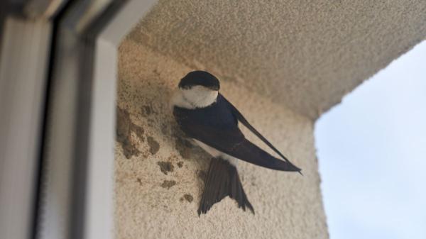 Multas de hasta 200.000 euros por quitar un nido de golondrina, según la Ley de Biodiversidad - Solo en estos casos sí es posible retirar un nido de golondrina