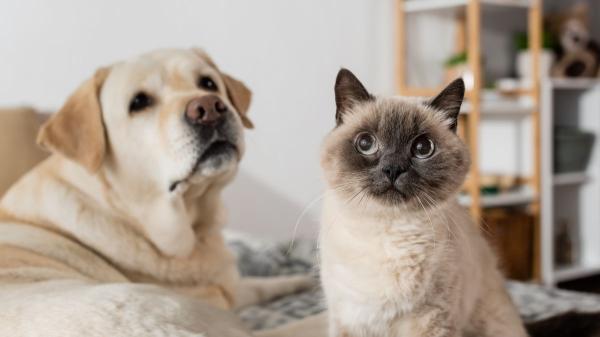 La UE refuerza el bienestar animal con una ley más estricta que la española: incluye los perros de caza y limita la cría - Así afectará el nuevo reglamento europeo a perros y gatos