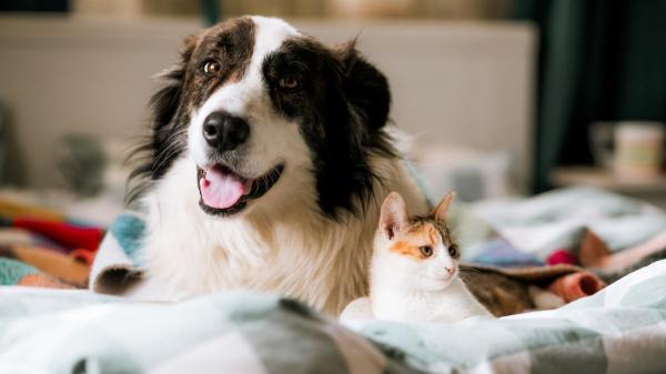 La UE refuerza el bienestar animal con una ley más estricta que la española: incluye los perros de caza y limita la cría - Más control: del microchip nacional al sistema europeo