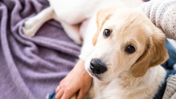 La UE refuerza el bienestar animal con una ley más estricta que la española: incluye los perros de caza y limita la cría - Otras diferencias clave en la protección animal de ambas normativas
