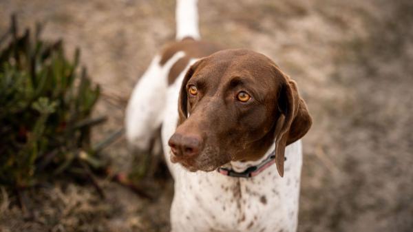 La UE refuerza el bienestar animal con una ley más estricta que la española: incluye los perros de caza y limita la cría - Perros de caza y trabajo: una de las mayores diferencias entre España y la UE