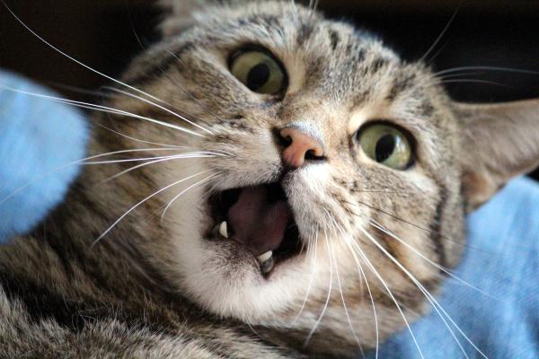 ¿Se puede morir un gato por estrés?