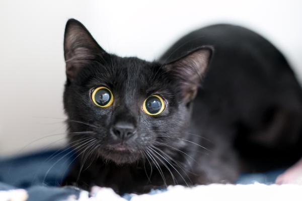 ¿Se puede morir un gato por estrés? - Signos de alerta por estrés en gatos