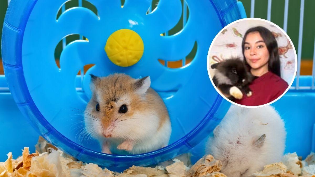 Alyson Guzmán, veterinaria: “Lo que has normalizado en los hámsters seguramente es maltrato”