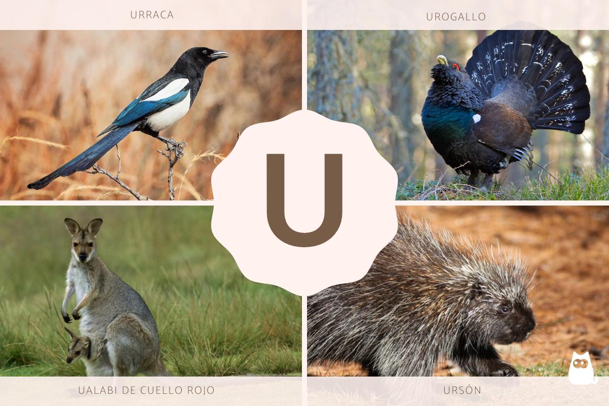 Animales que empiezan por U