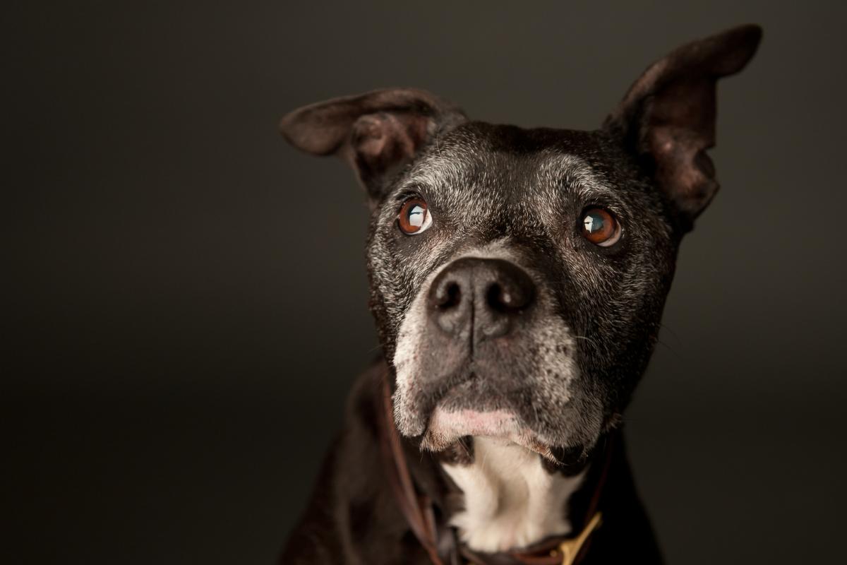 Problemas neurológicos en perros mayores