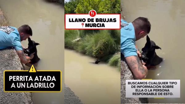 El rescate en Murcia que ha conmovido a España: una perra atada a un ladrillo y su cachorro junto a ella - Más de 280.000 perros y gatos llegan cada año a refugios en España: el dato detrás del rescate viral de Murcia