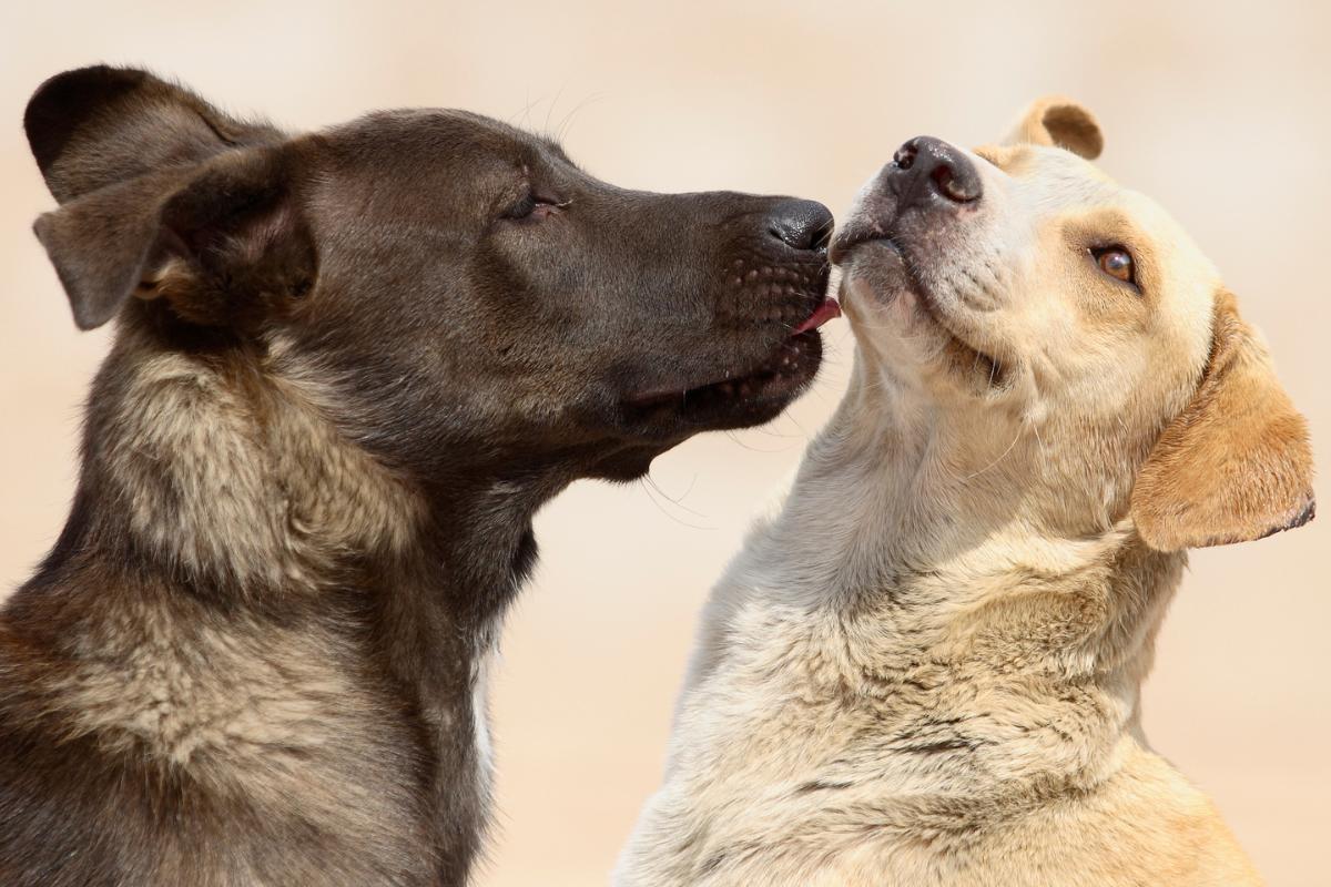 ¿Mi perra puede quedar preñada en la primera monta?