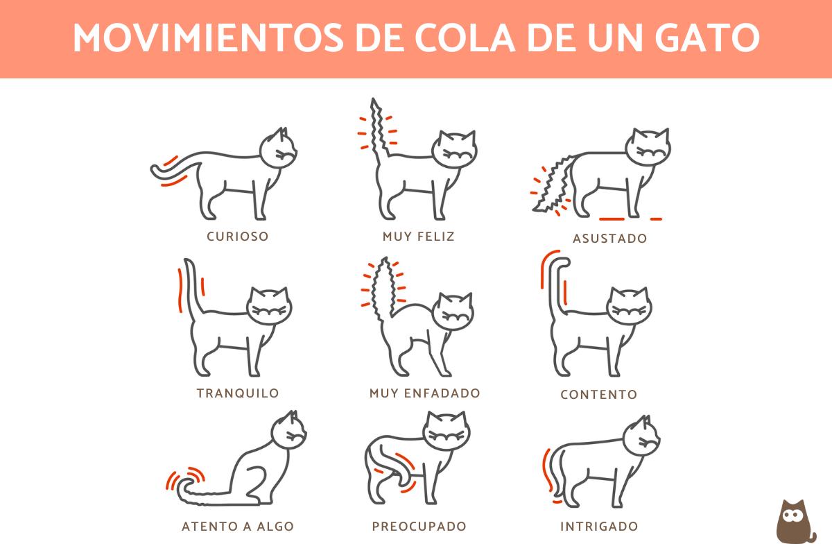 ¿Por qué los gatos mueven la cola?