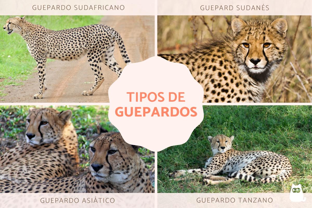 Tipos de guepardos