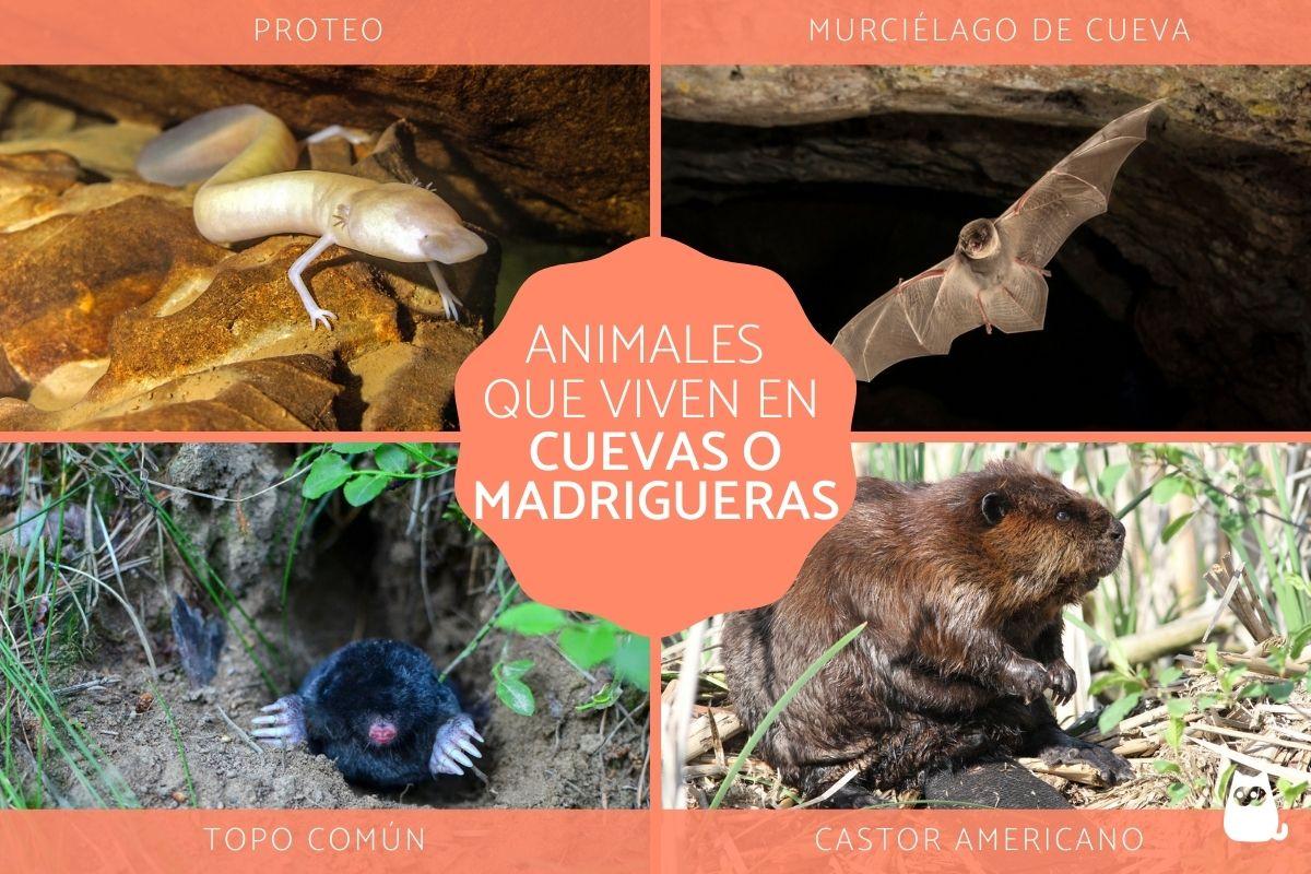 Animales que viven en cuevas y madrigueras