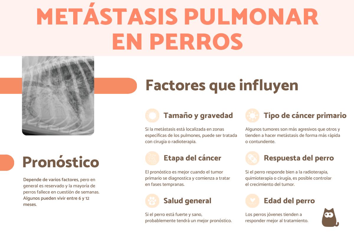 Metástasis pulmonar en perros: esperanza de vida