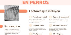 Metástasis pulmonar en perros: esperanza de vida