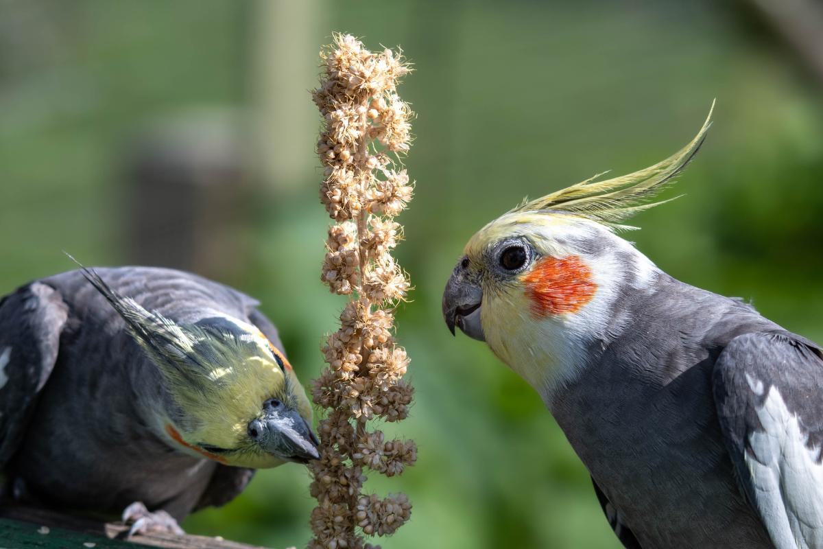¿Qué comen las ninfas?